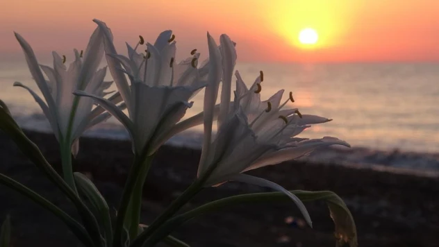 Koparmanın cezası 109 bin 593 TL...