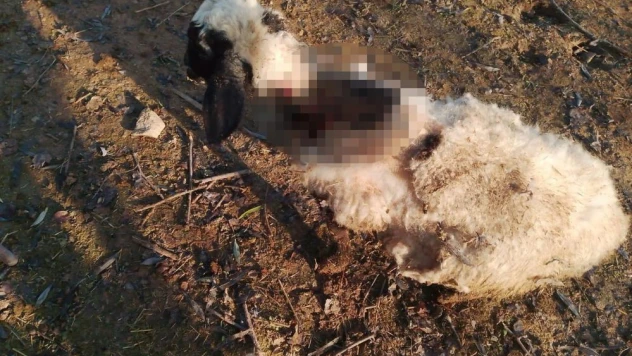 Köpeklerin saldırısına uğrayan 4 koyun telef oldu