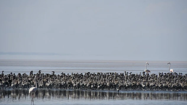 Kuluçkadan çıkan binlerce yavru flamingo havadan görüntülendi