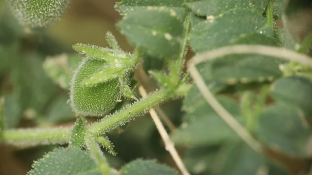 Kuraklığa dayanıklı nohut türü bulundu