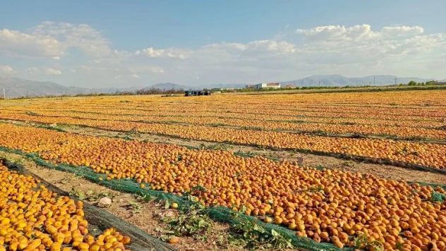 Kuru kayısıda 85 bin tonu aşkın üretim hedefleniyor