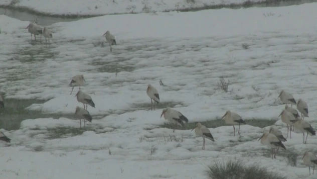 Leylekler kara yakalandı