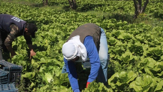 Marulun tanesi tarlada 2 TL markette 10 TL