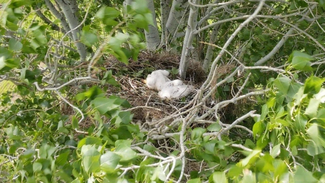 Nesli tehlike altında, yavruları fotoğraflandı