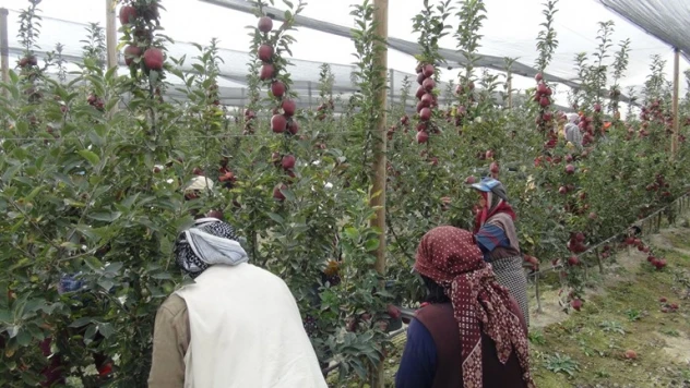 Niğde'de 650 bin ton elma rekoltesi bekleniyor