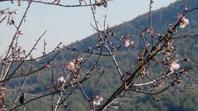 Ocak ayında ağaçlar çiçek açtı
