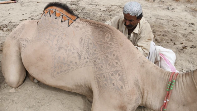 Pakistan'da develer Kurban Bayramı öncesinde geleneksel desenlerle süslendi