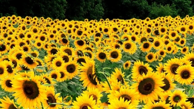 Pamuk ve ayçiçeği üreticilerimize müjde verelim.