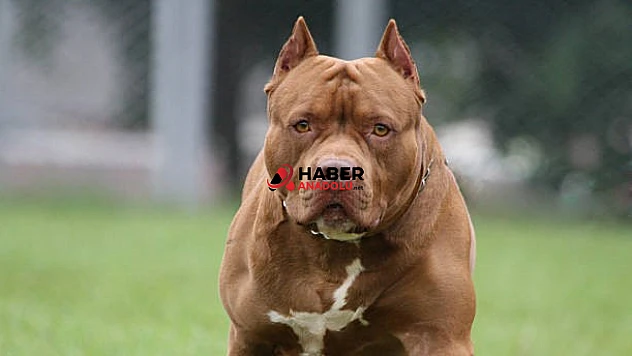 Pitbull mahkemede silah saydı