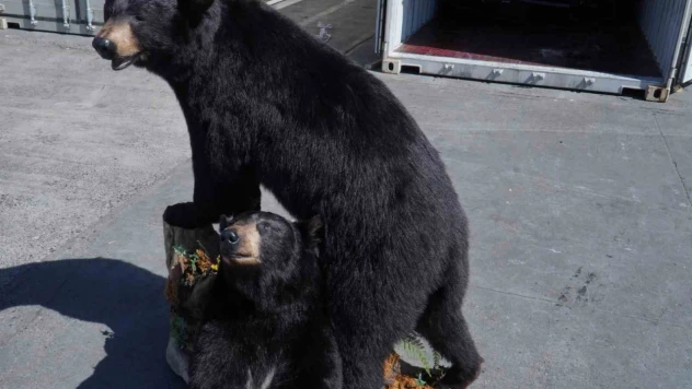 Polonya'da konteynerde doldurulmuş Amerikan kara ayıları ele geçirildi