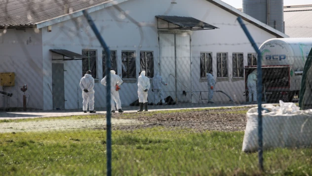 Polonya'da kuş gribi alarmı