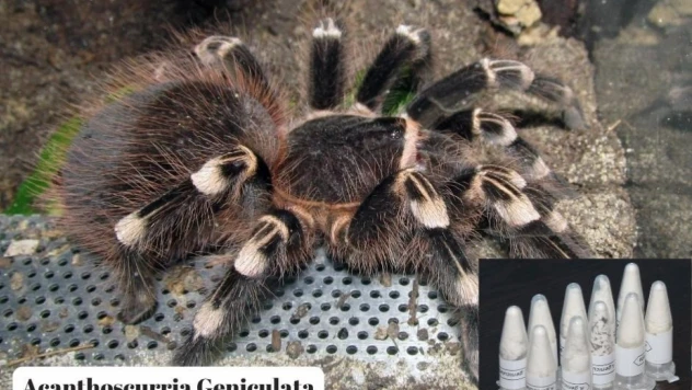 Posta kargosunda 76 adet yavru tarantula ele geçirildi