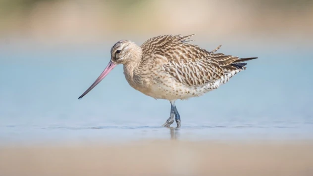 Rekortmen kuş bu kez Mersin'de görüntülendi