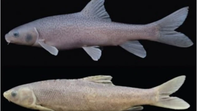 RTEÜ dünya balık faunası için yeni bir cins keşfetti