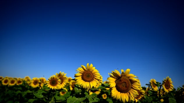 Rusya ayçiçek yağı ihracat kotasını yükseltti