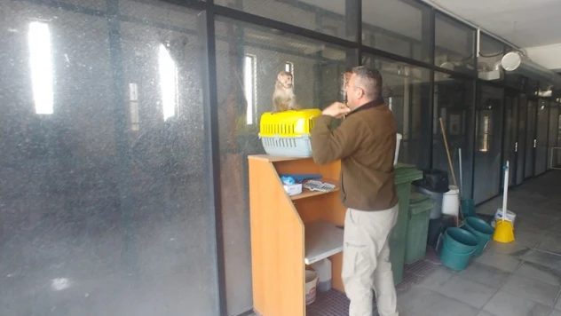 Sahiplenilmesi yasak maymunu evinde besleyen şahsa ceza