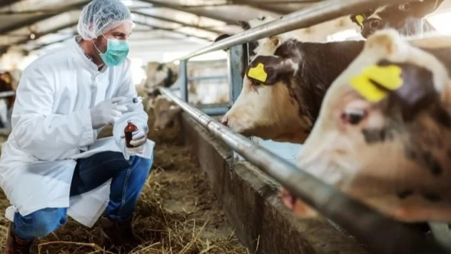 Şap hastalığı, solunum ve temas yoluyla insanlara bulaşıyor