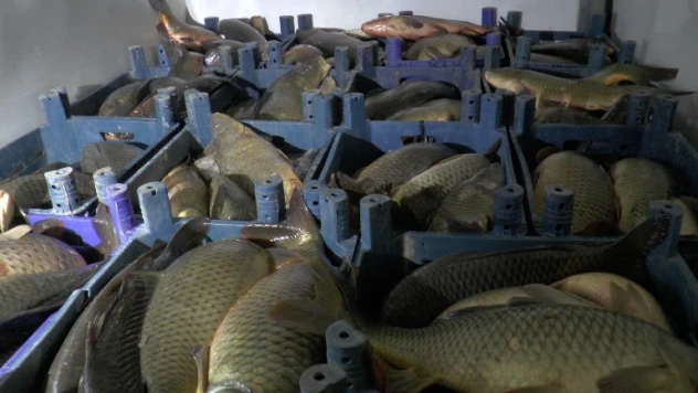 Sazan kaçakçısı Kayseri'de yakalandı