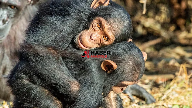 Şempanzeler strese karşı fiziksel yakınlık kuruyor