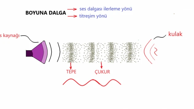 Ses dalgası ile kontrol edilen bakteriler kanser ile savaşıyor