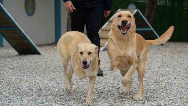 Şiddet mağduru köpeklere müzikle terapi