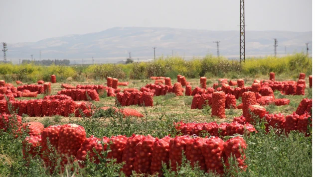 Soğanın tarlada fiyatı 4 liraya kadar indi