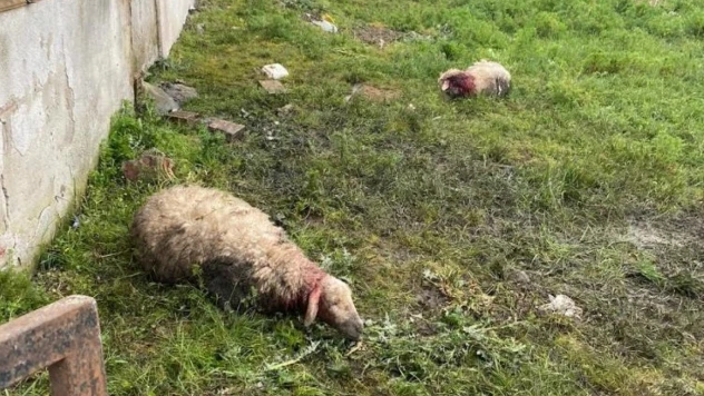 Sokak köpeklerinin saldırdığı 14 kurbanlık telef oldu