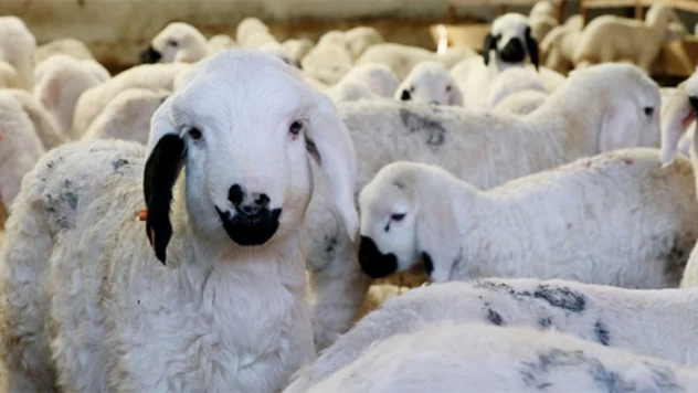 Vatandaşın tercihi küçükbaş oldu.