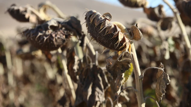Tarım-GFE yıllık yüzde 134,76 arttı
