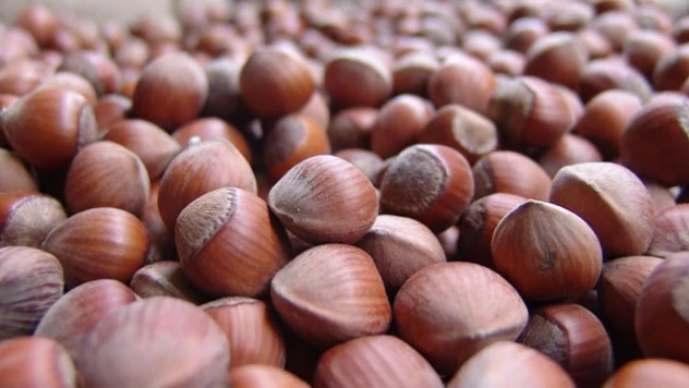 Tarım ve Orman Bakanlığı fındık rekoltesini açıkladı