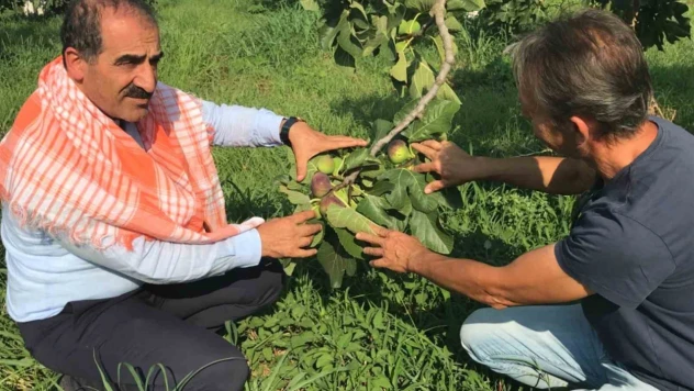 Taze incir ihracatı başladı