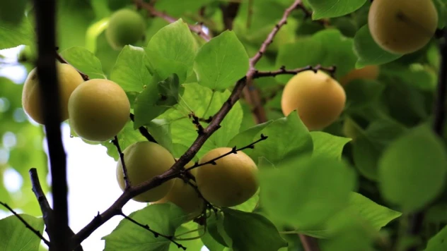 Turfanda kayısılar, Katar ve Dubai yolcusu