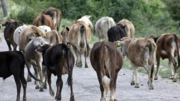 Haziran ayına ilişkin hayvansal üretim istatistiklerini açıklandı