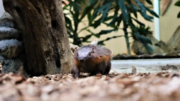 Türkiye'nin ilk armadillo yavrusu 3 buçuk ay önce dünyaya gözlerini açtı