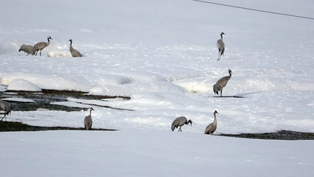 Turnalar 30 yıl aradan sonra yeniden geldi