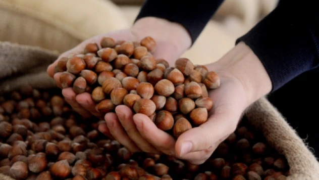 TZOB Genel Başkanı Bayraktar: Fındığın değerini korumak milli bir görevdir