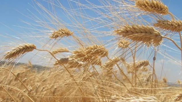 Ukrayna'dan 20-25 milyon ton tahıl piyasalara ulaşabilir