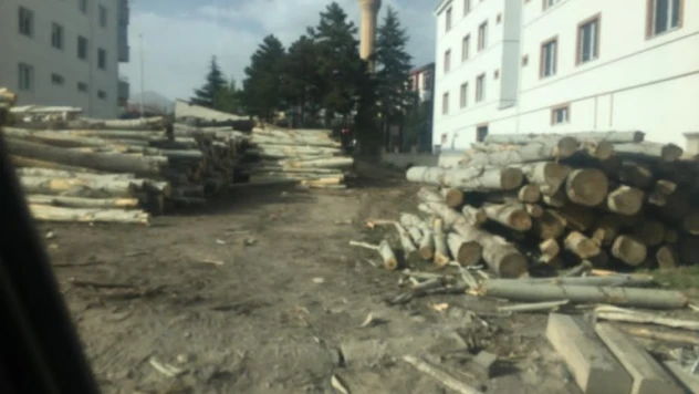 Üzerine ağaç düşen çocuk hayatını kaybetti