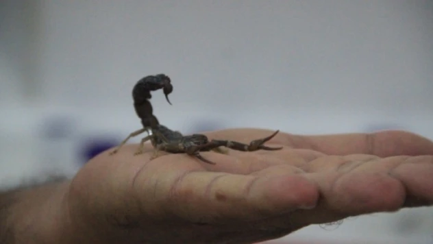 Uzmanından 'zehirli hayvan' uyarısı