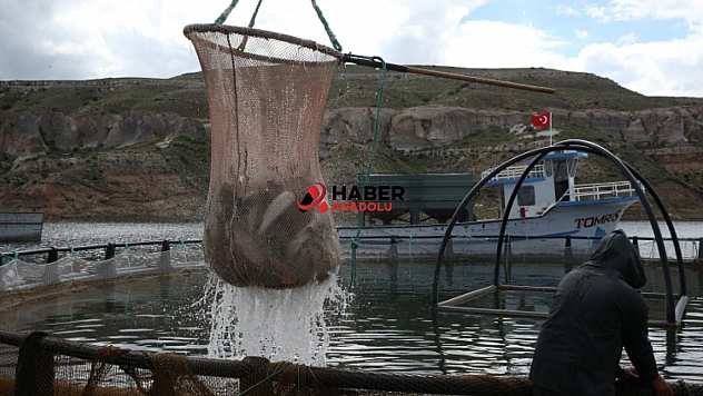 Yamula Barajı'nda balıkçının yüzü gülüyor