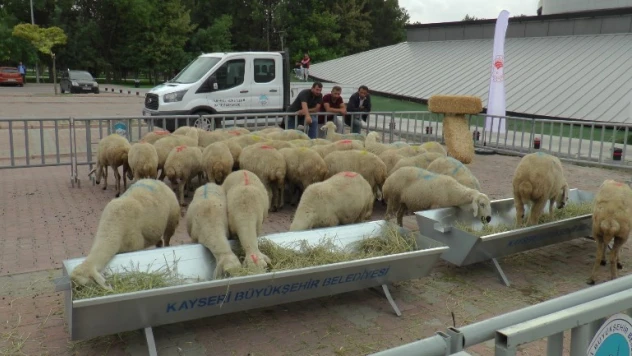 Yaptığımız etkinliklerle Türkiye'de küçükbaş hayvancılık daha da gelişecek