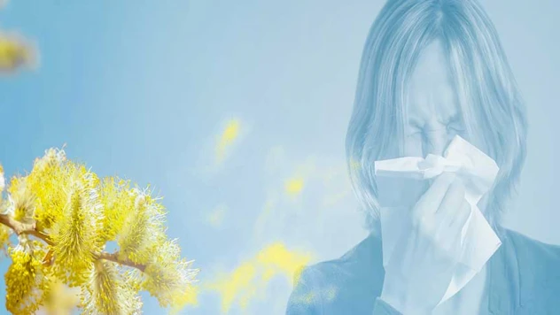 Yeni gelen bir polen türü alerji hastalıklarını tetikleyebilir'