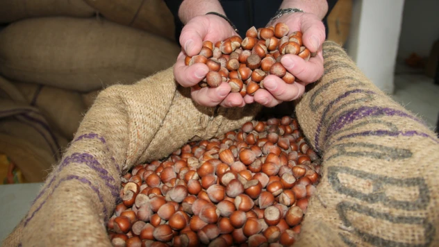 Yeni yıla günler kala fındık fiyatı 100 TL istikrarını sürdürüyor