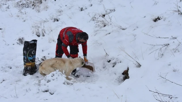 Yoğun kar yağışında sokak hayvanları unutulmadı