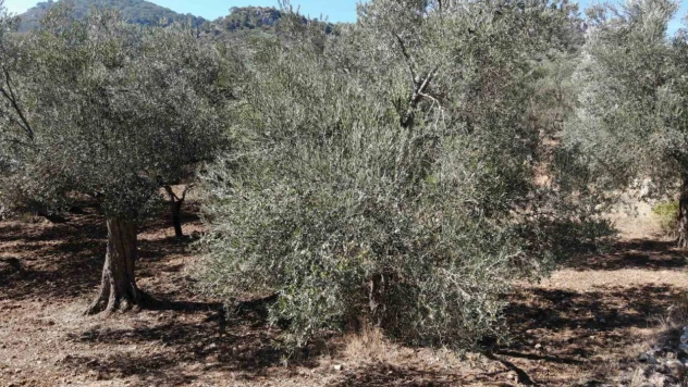 Zeytin üreticisinin gözü Haziran yağmurlarında