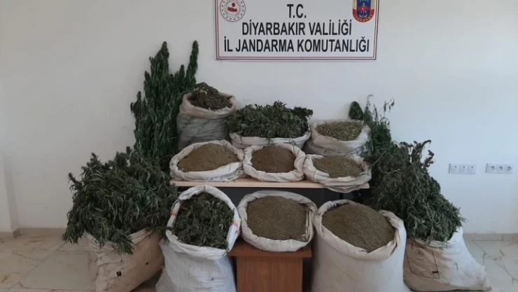 2 milyonu aşkın kök kenevir ele geçirildi