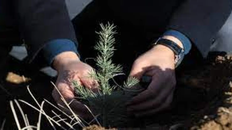 20 bin fidan yardımı