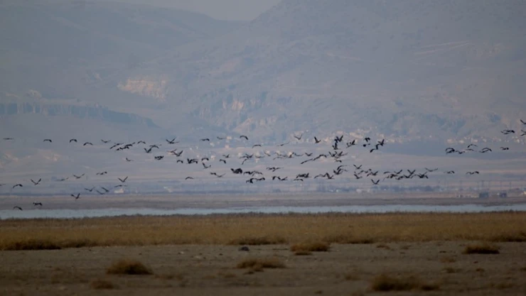 2023 Yılı Kış Ortası Su Kuşu Sayımları Tamamlandı