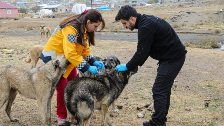 5 bin sokak köpeğine kuduz aşısı yaptık