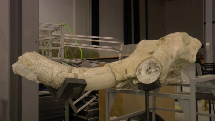 7.5 milyon yıllık kazılarda hedef primat bulmak